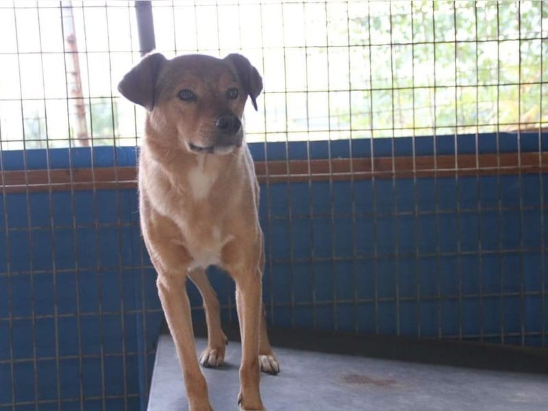 SVEN erfahrener friedlicher Hunderentner - sucht erfahrene Herzensmenschen