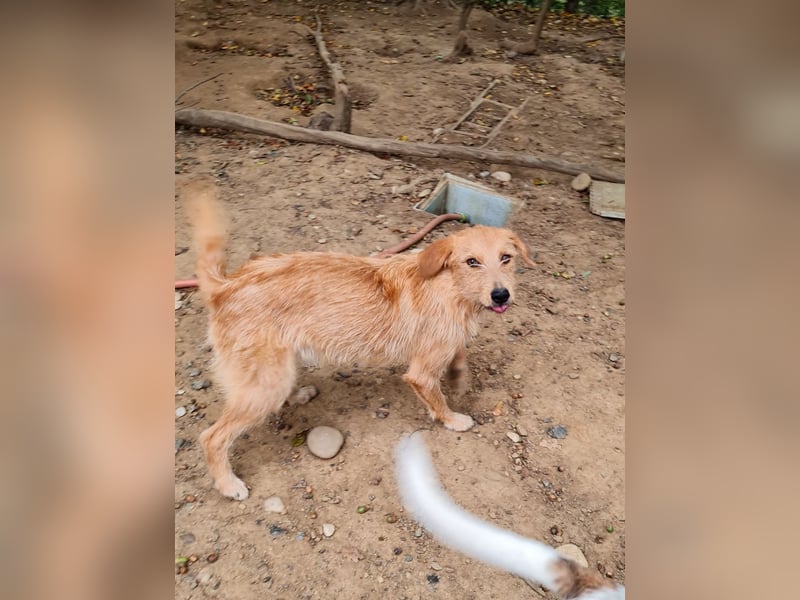 Zuckersüßer DARCY - manchmal etwas zurückhaltend aber doch neugierig