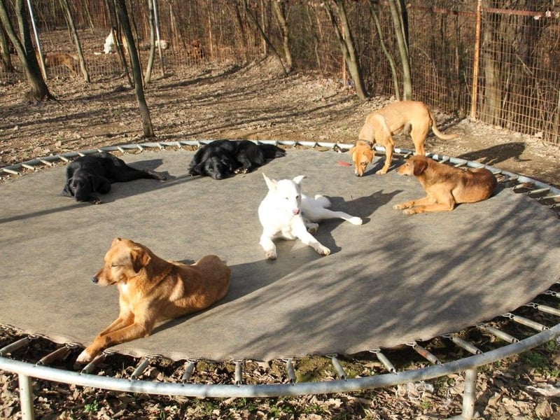 SVEN erfahrener friedlicher Hunderentner - sucht erfahrene Herzensmenschen
