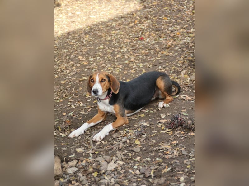 wunderschöne OFELIA, jung, schlau, friedlich