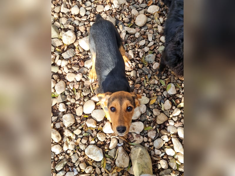 Sanfte und verschmuste FUTURE sucht ihr Kuschelkörbchen für Immer