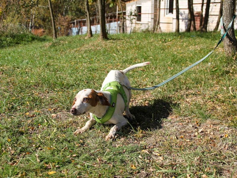 Schmusehund FICO möchte auf seiner PS in Erlangen von dir besucht werden! Komm vorbei!