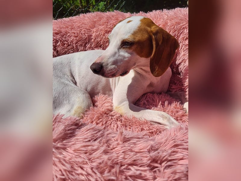 Schmusehund FICO möchte auf seiner PS in Erlangen von dir besucht werden! Komm vorbei!