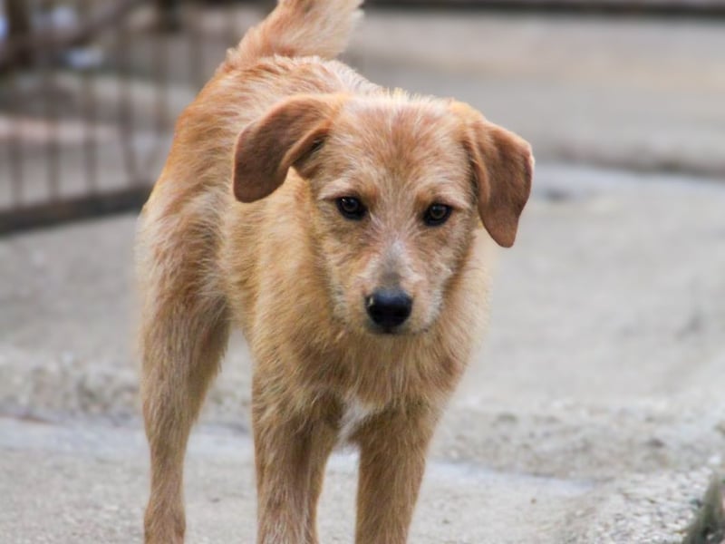 Zuckersüßer DARCY - manchmal etwas zurückhaltend aber doch neugierig