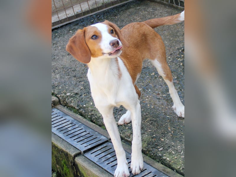 Verspielt, verschmust und neugierig - PERDITA könnte deine Traumhündin werden
