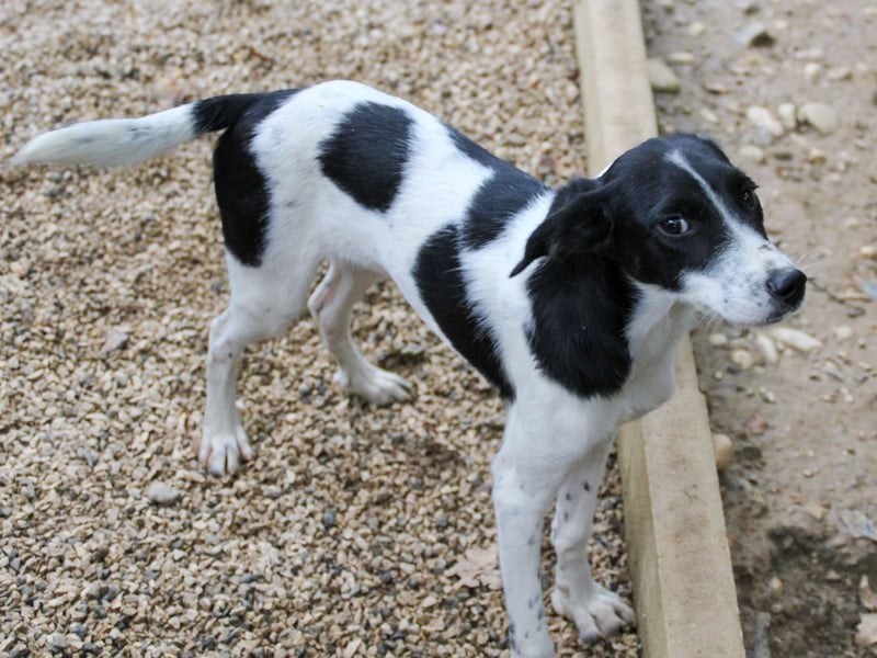 ILIAS ist ein lustiger und charmanter Hundebub