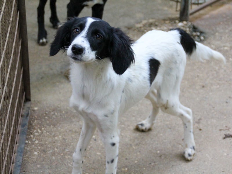 Sanfte und verschmuste IRNEA sucht ihr Kuschelkörbchen für Immer