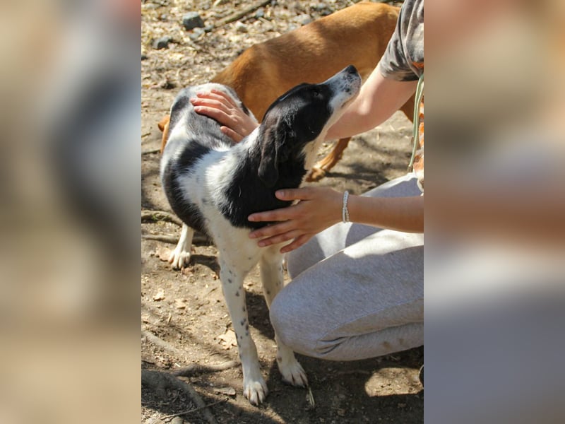 Halli-Hallo, ich bin der zuckersüße ILIAS und suche ein liebevolles Zuhause