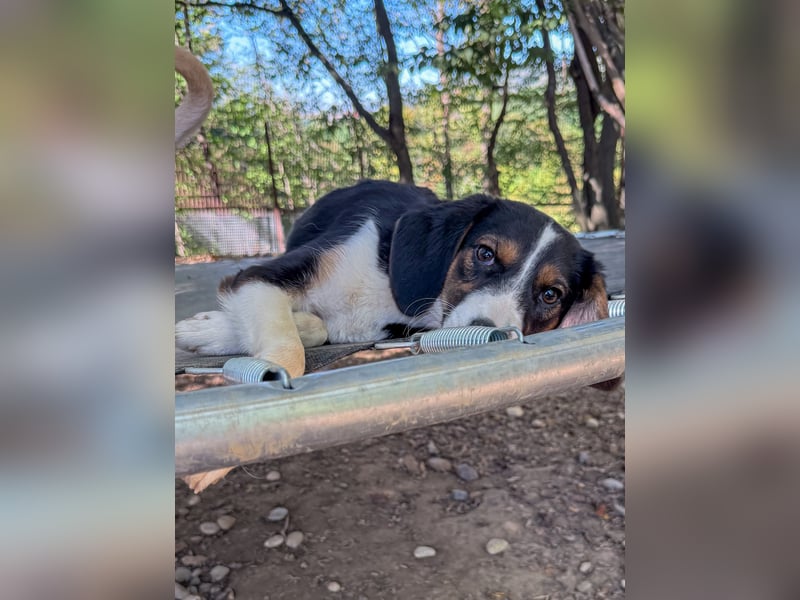 Zuckersüße LOARA - wer bringt ihre Augen zum strahlen? Zuckersüße LOARA - wer bringt ihre Augen zum strahlen?