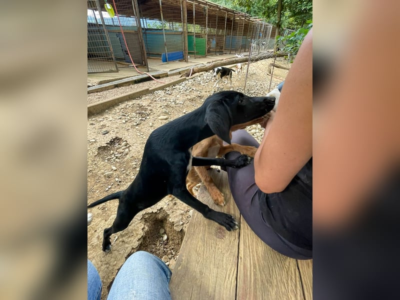 ISIDORA sucht Kuschelpartner fürs Leben