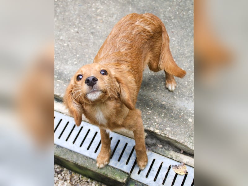 Charmanter IGOR sucht ein liebevolles Zuhause Charmanter IGOR sucht ein liebevolles Zuhause