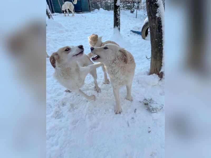 Lebensfrohe LIMA bezaubert durch ihre fröhliche und liebe Art
