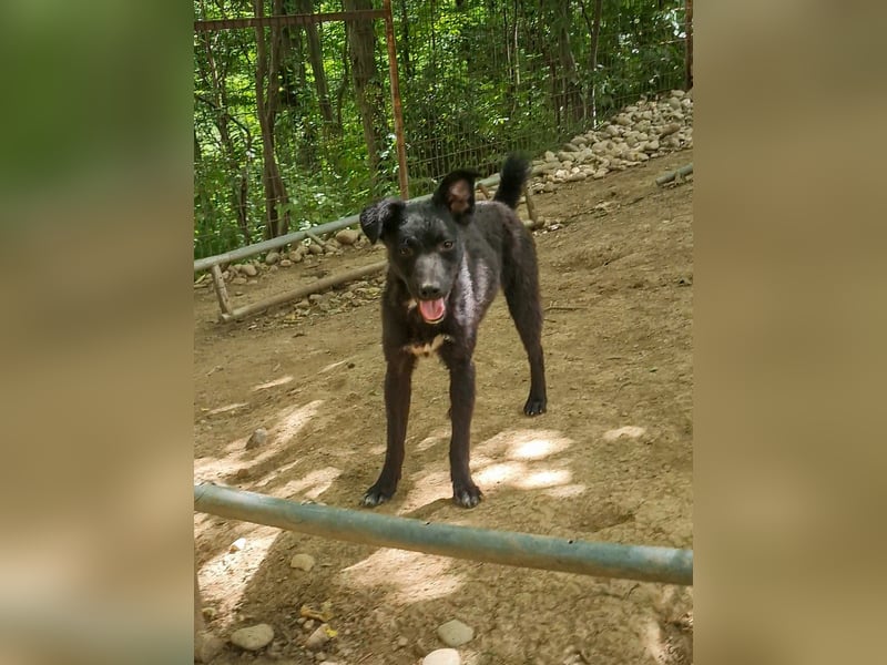 Niedliche BILLIE könnte dein Herzenshund werden