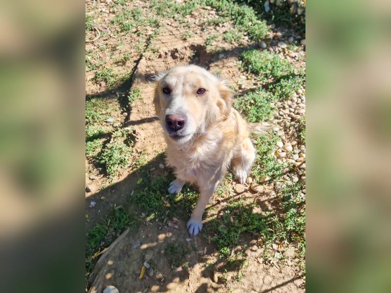 Hoppla - liebenswerter MAXIM möchte on tour gehen