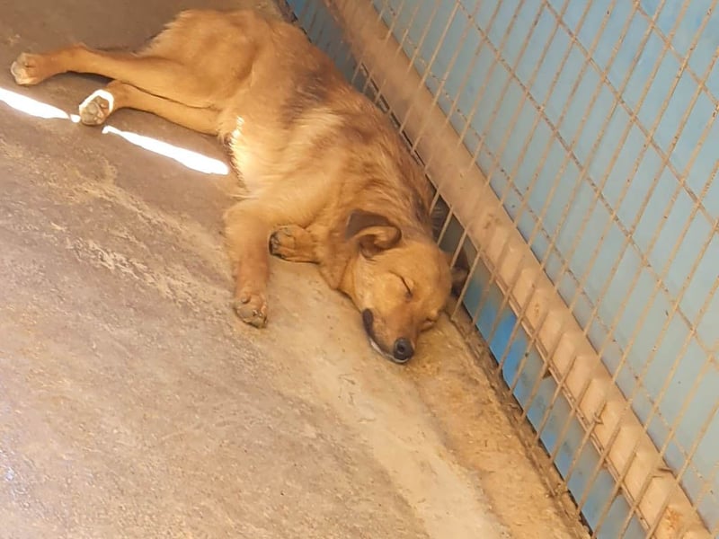 Aufgepasst - hier ist der charmante Traumhund ALAN