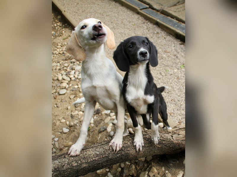 FLAVIA - wer bringt ihre Augen zum strahlen?