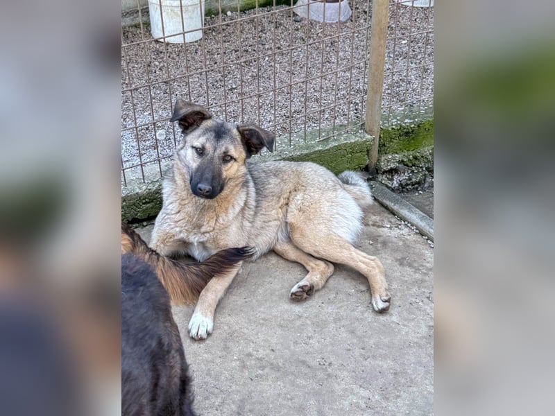 Kuschelmaus JOSEPHINE will endlich von ihren Menschen entdeckt werden