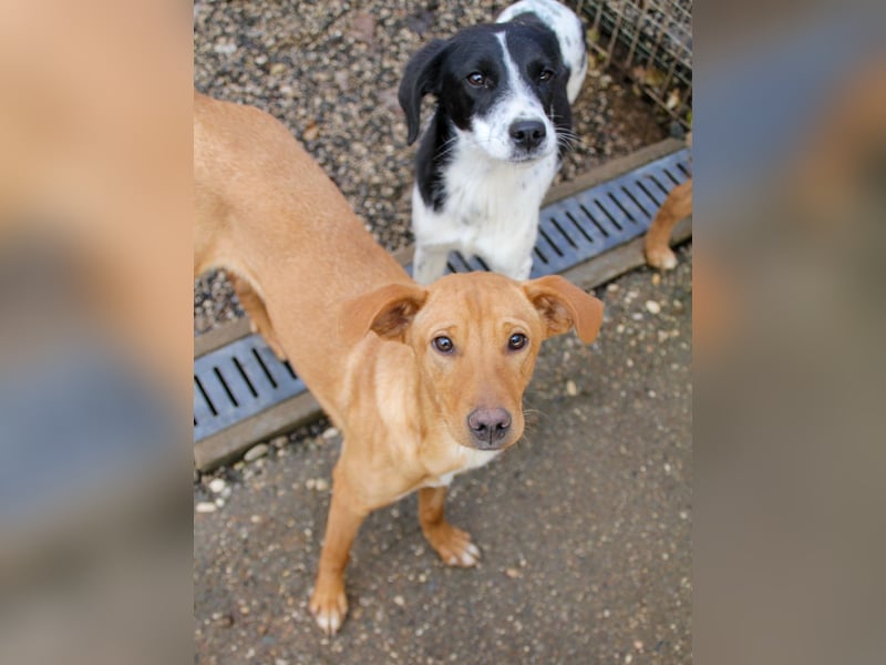 Süße MIRA ist ein Traum auf vier Pfoten