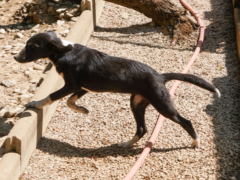FLAVIA - wer bringt ihre Augen zum strahlen?
