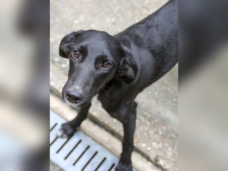 Bäuchleinkrauler gesucht für zuckersüße IRMA gesucht !