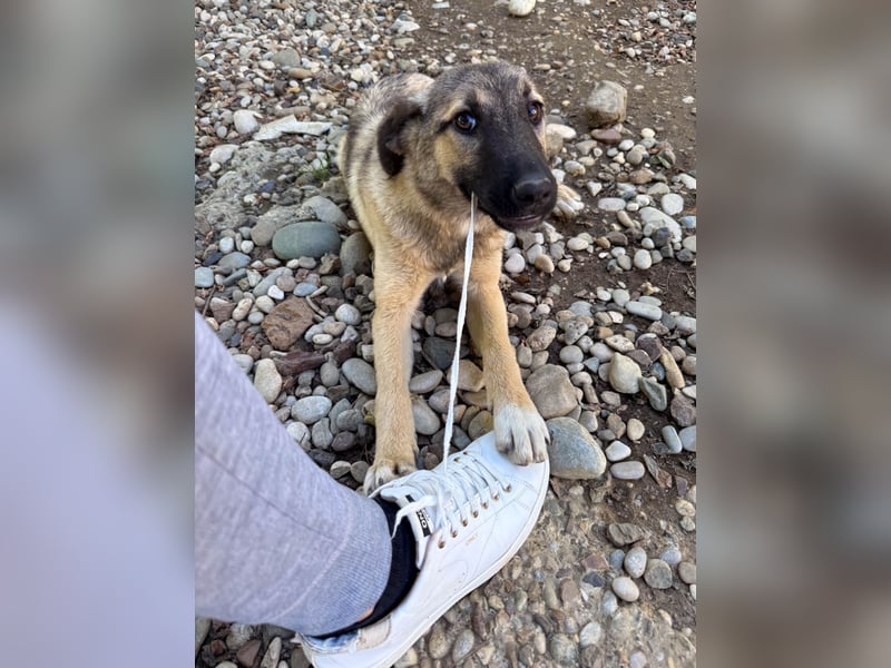 Kuschelmaus JOSEPHINE will endlich von ihren Menschen entdeckt werden