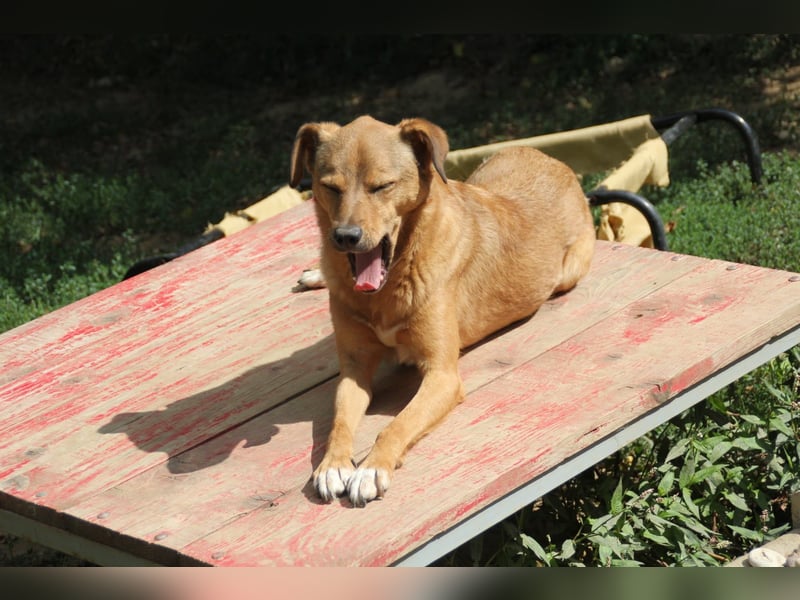 SVEN erfahrener friedlicher Hunderentner - sucht erfahrene Herzensmenschen