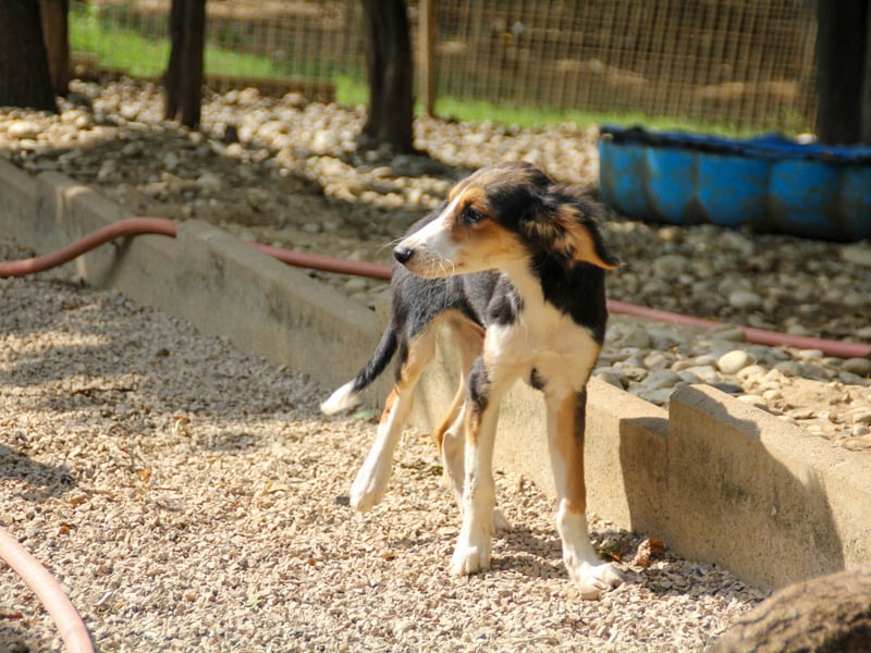 Süßer ILON - ein Herz auf 4 Pfoten