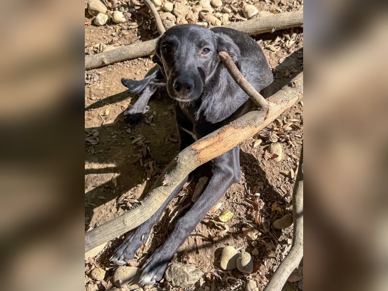 ISIDORA sucht Kuschelpartner fürs Leben