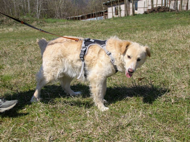 Bezaubernder MAXIM wäre gerne ein geliebtes Familienmitglied