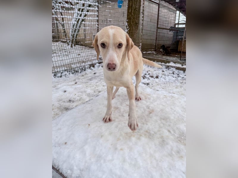 Bezaubernde MAGDALENA wäre gerne ein geliebtes Familienmitglied