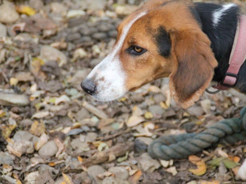 wunderschöne OFELIA, jung, schlau, friedlich