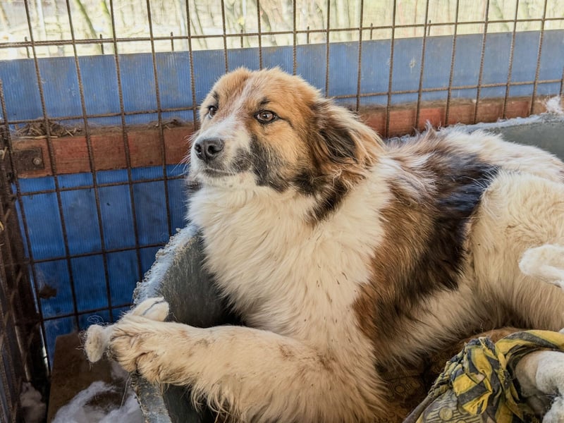 wunderhübscher WILHELM braucht DICH zum "Weiterwachsen"