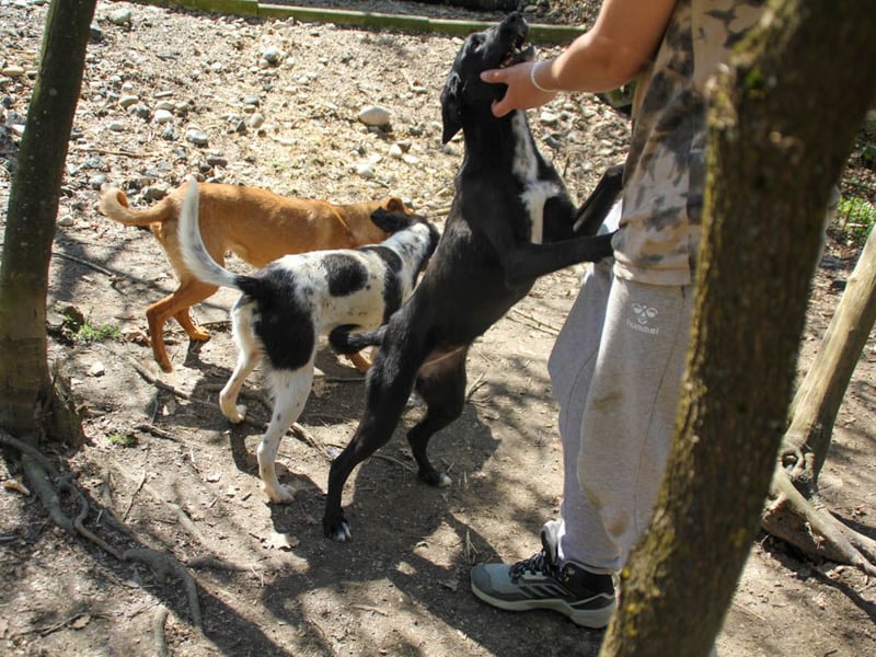 Black Beauty - bezaubernde Hundelady IRMA hofft auf ein liebevolles Zuhause