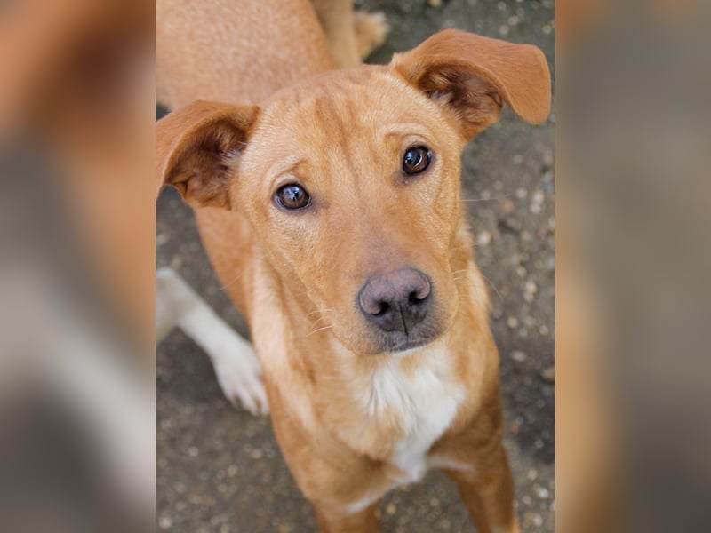 Süße MIRA ist ein Traum auf vier Pfoten