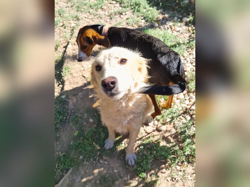 Hoppla - liebenswerter MAXIM möchte on tour gehen