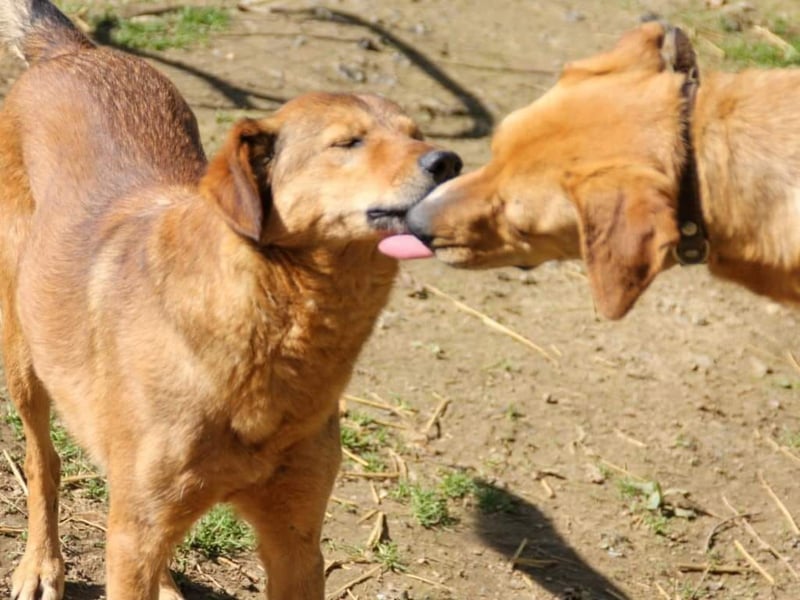 OSCAR steckt voller Lebensmut und such seine Herzensmenschen