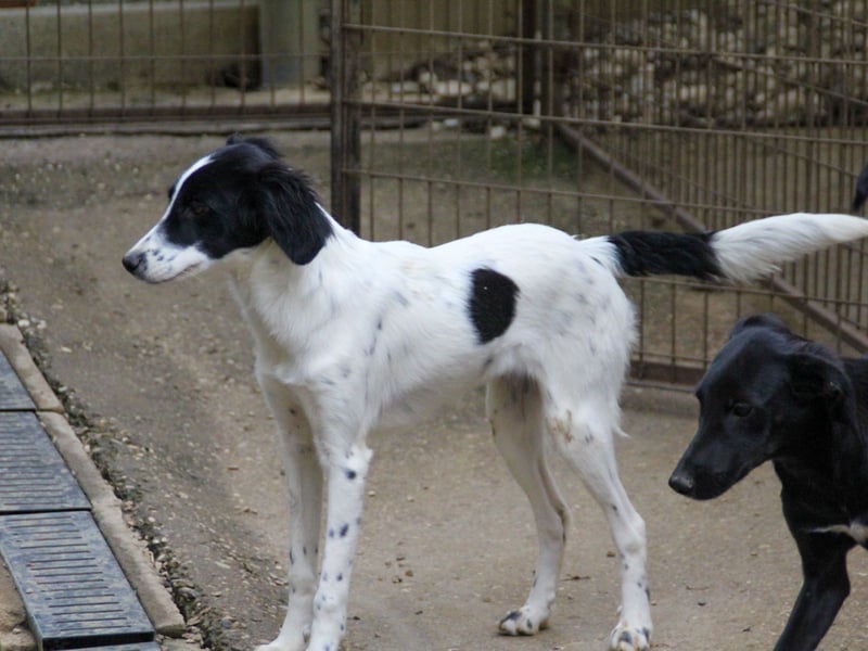 Sanfte und verschmuste IRNEA sucht ihr Kuschelkörbchen für Immer
