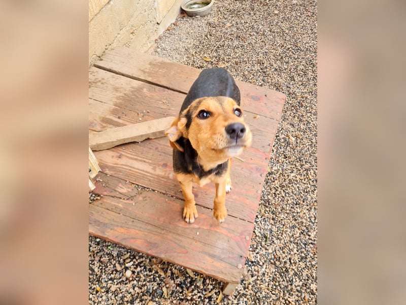 Sanfte und verschmuste FUTURE sucht ihr Kuschelkörbchen für Immer