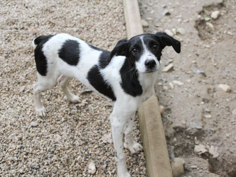 ILIAS ist ein lustiger und charmanter Hundebub