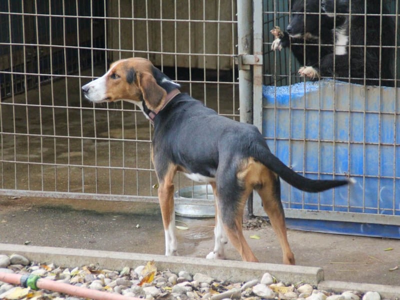 wunderschöne OFELIA, jung, schlau, friedlich