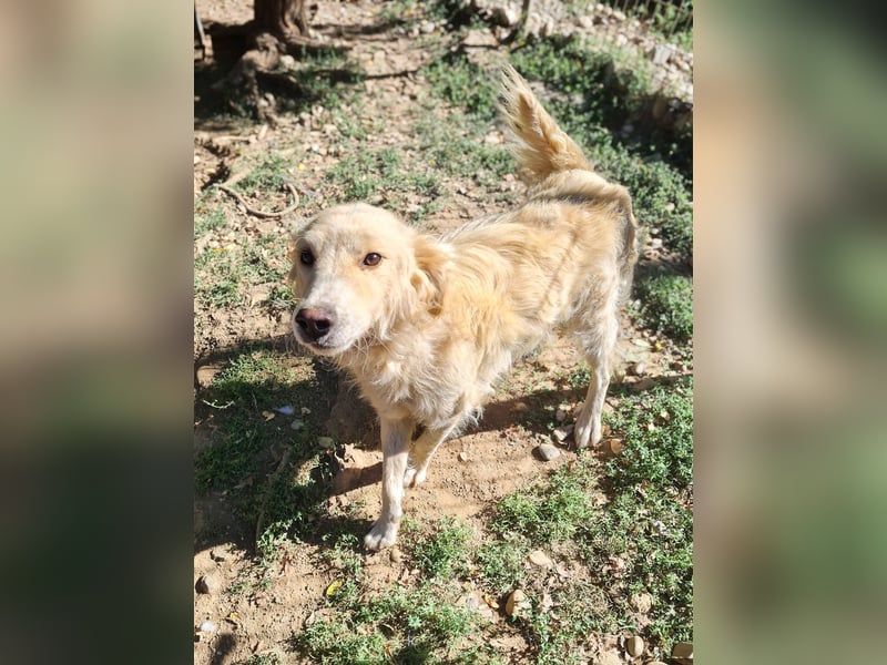 Hoppla - liebenswerter MAXIM möchte on tour gehen