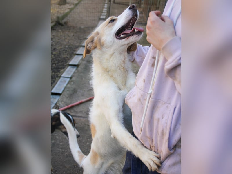 Gute-Laune-Hund LIMA möchte mit dir ins richtige Leben starten