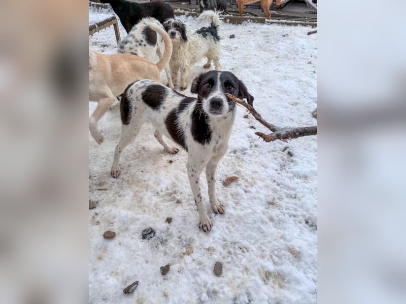 Fröhlicher Traumprinz ILIAS möchte dich verzaubern