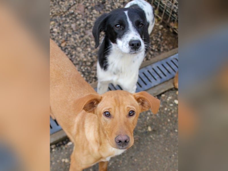 Fröhlicher Traumprinz ILIAS möchte dich verzaubern