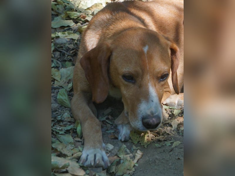 Fröhlicher Traumprinz BARK möchte dich verzaubern