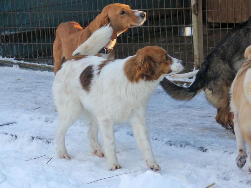 Halli-Hallo, ich FRIEDRICH, suche ein liebevolles Zuhause