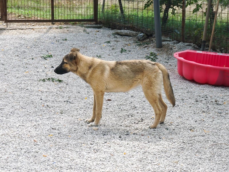 Zaubermaus JOSEPHINE sucht liebevolles Zuhause