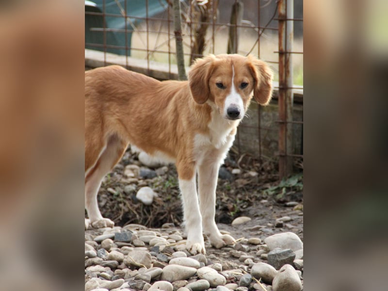 Zurückhaltende MILEY sucht geduldiges Zuhause