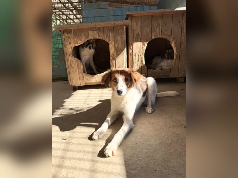 Halli-Hallo, ich FRIEDRICH, suche ein liebevolles Zuhause