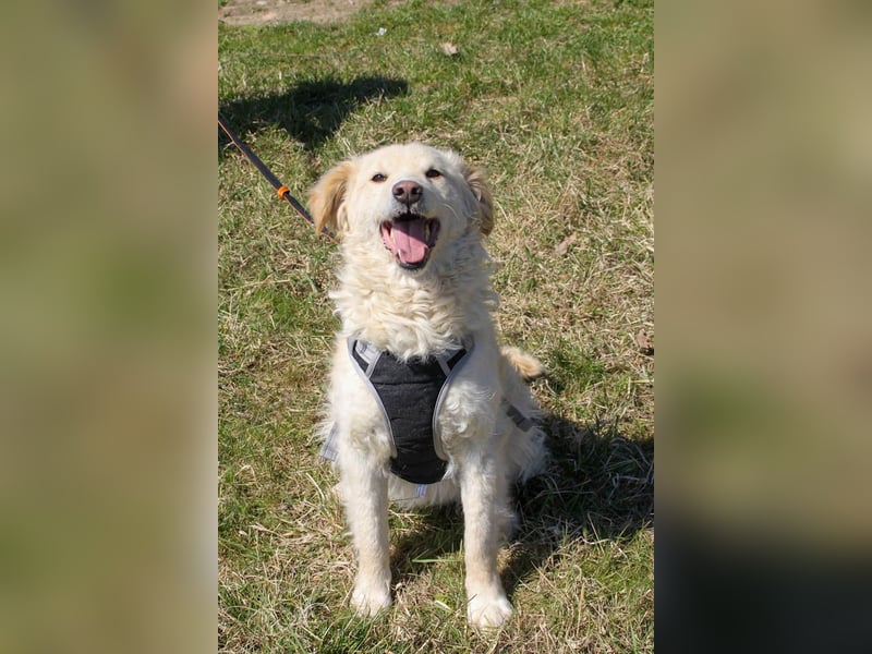 Bezaubernder MAXIM wäre gerne ein geliebtes Familienmitglied